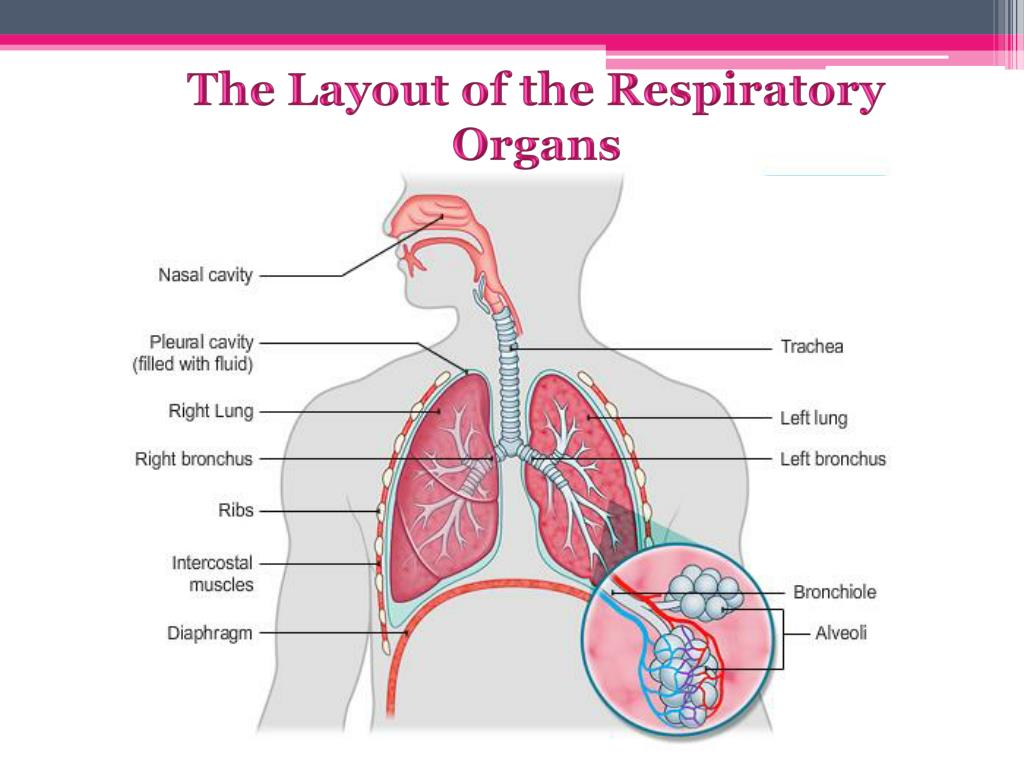 ppt presentation of respiratory system