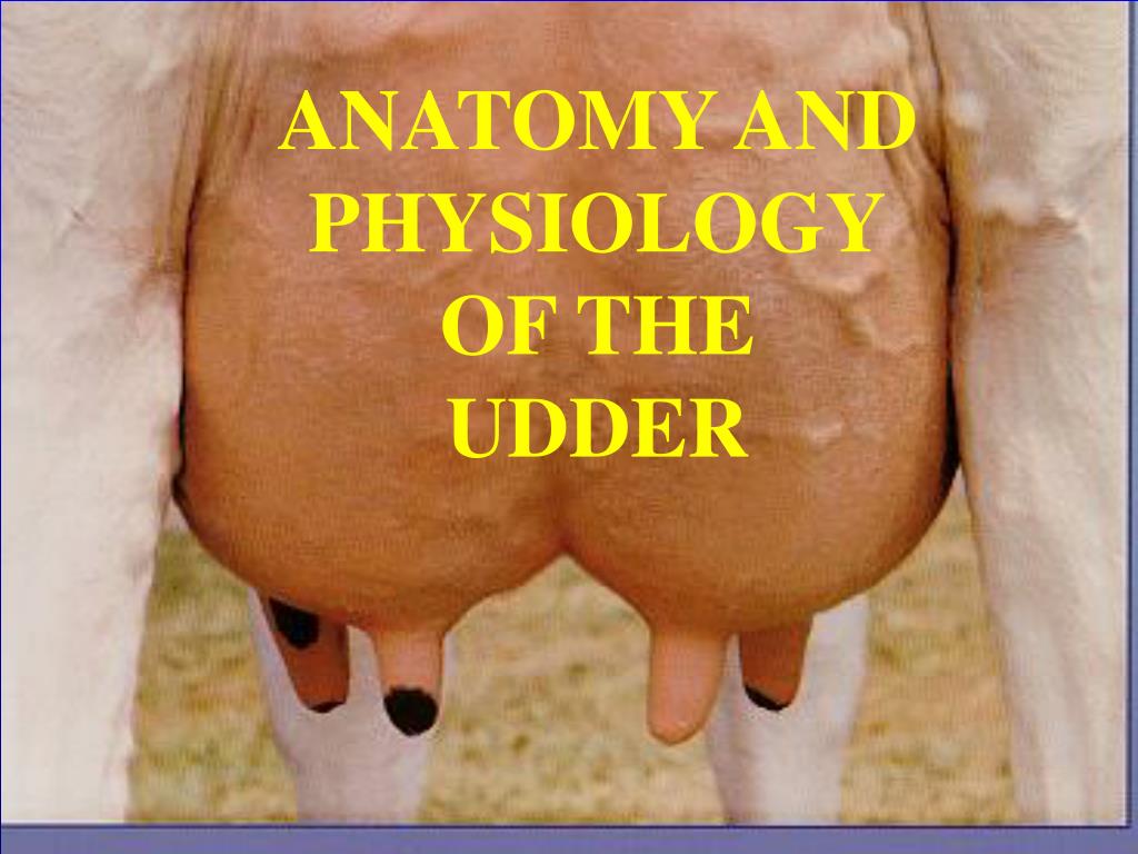 Anatomy and physiologyof the udder.