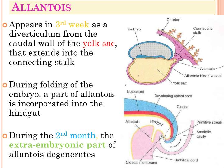 PPT - Fetal Membranes PowerPoint Presentation - ID:2090331