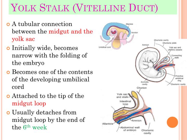 PPT Fetal Membranes PowerPoint Presentation ID2090331