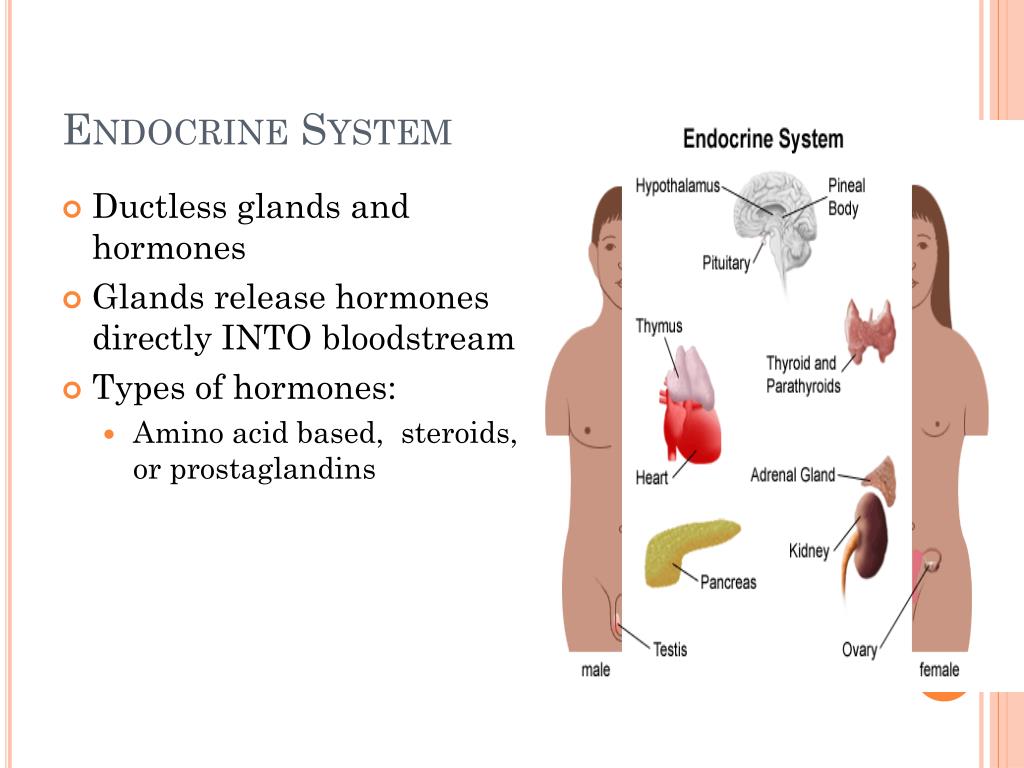 PPT - Chapter 9 – Endocrine System PowerPoint Presentation, free