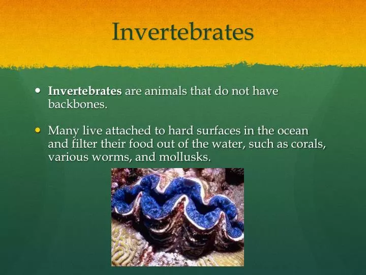 PPT - Invertebrates PowerPoint Presentation, free download - ID:2090368