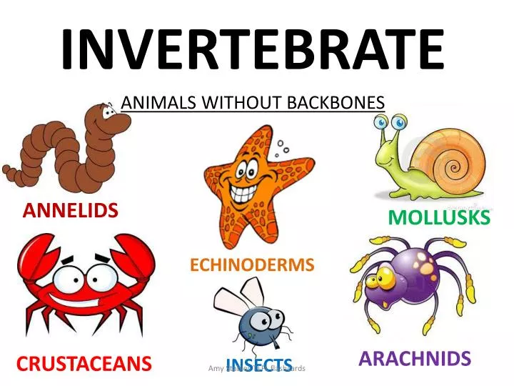 invertebrate n.