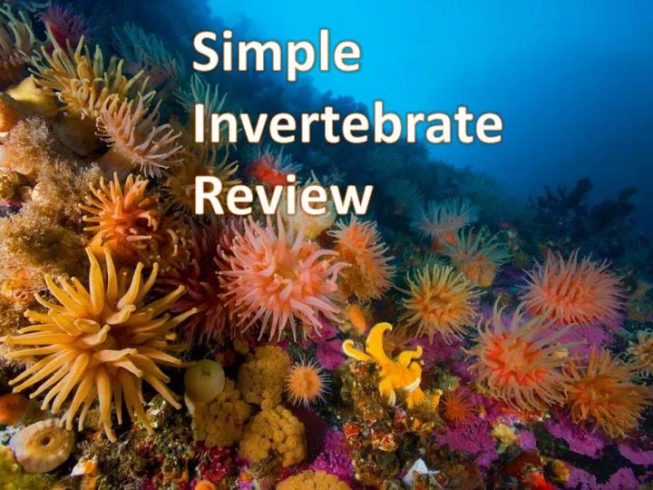 PPT - Simple Invertebrate Review PowerPoint Presentation, free download ...