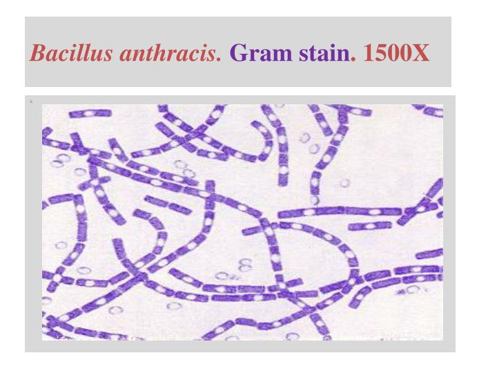 PPT - The Gram’s positive spore former aerobic bacilli The genus ...