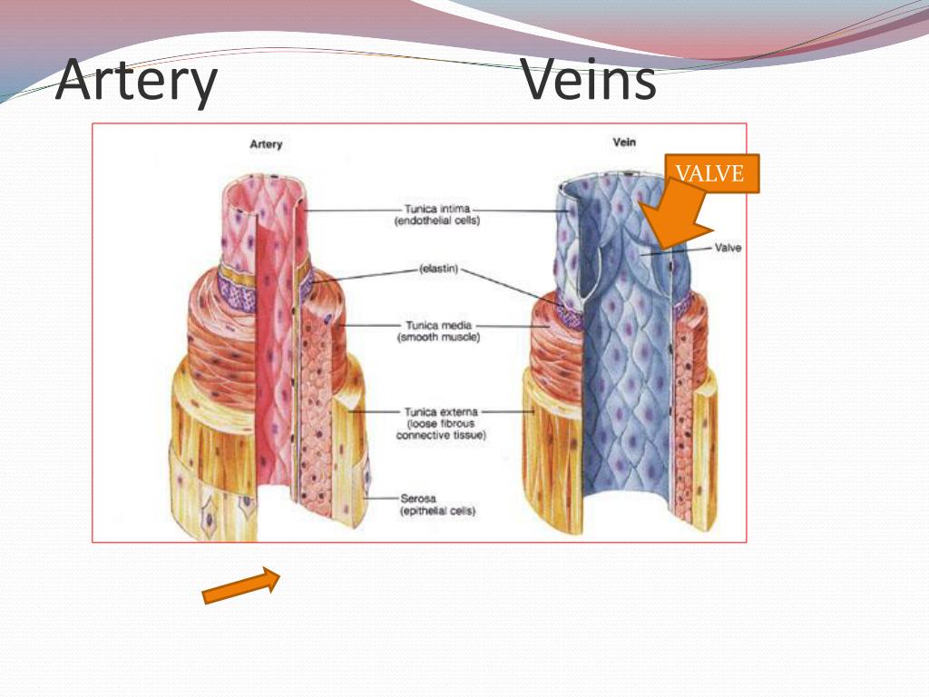 PPT Exercise 21 Anatomy of Blood Vessels PowerPoint Presentation, free download ID2092174