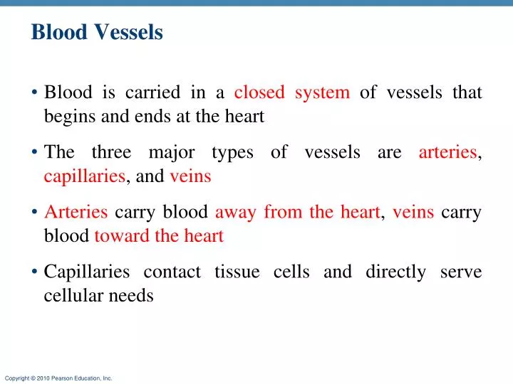 blood vessels n.