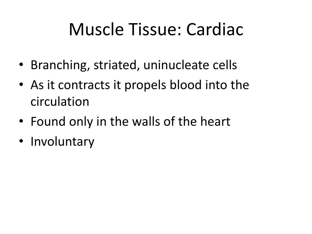 PPT - Muscle Tissue PowerPoint Presentation, free download - ID:2093025