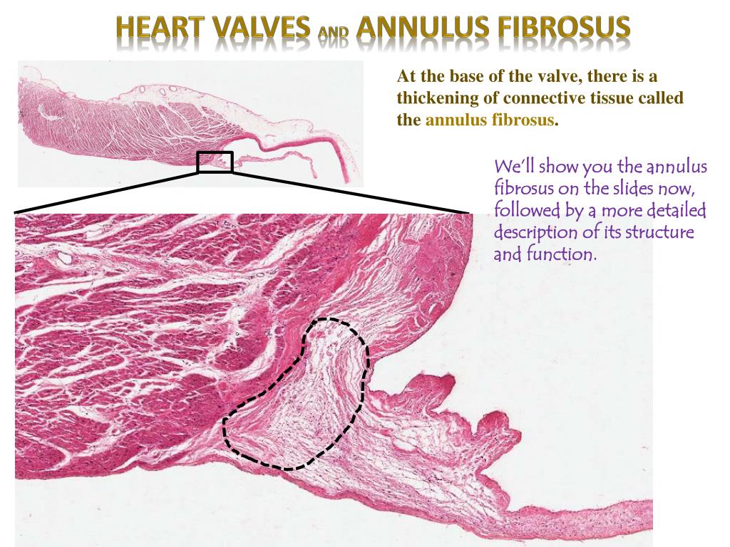 PPT Heart Digital Laboratory PowerPoint Presentation Free Download PPT Heart Digital Laboratory PowerPoint Presentation Free Download