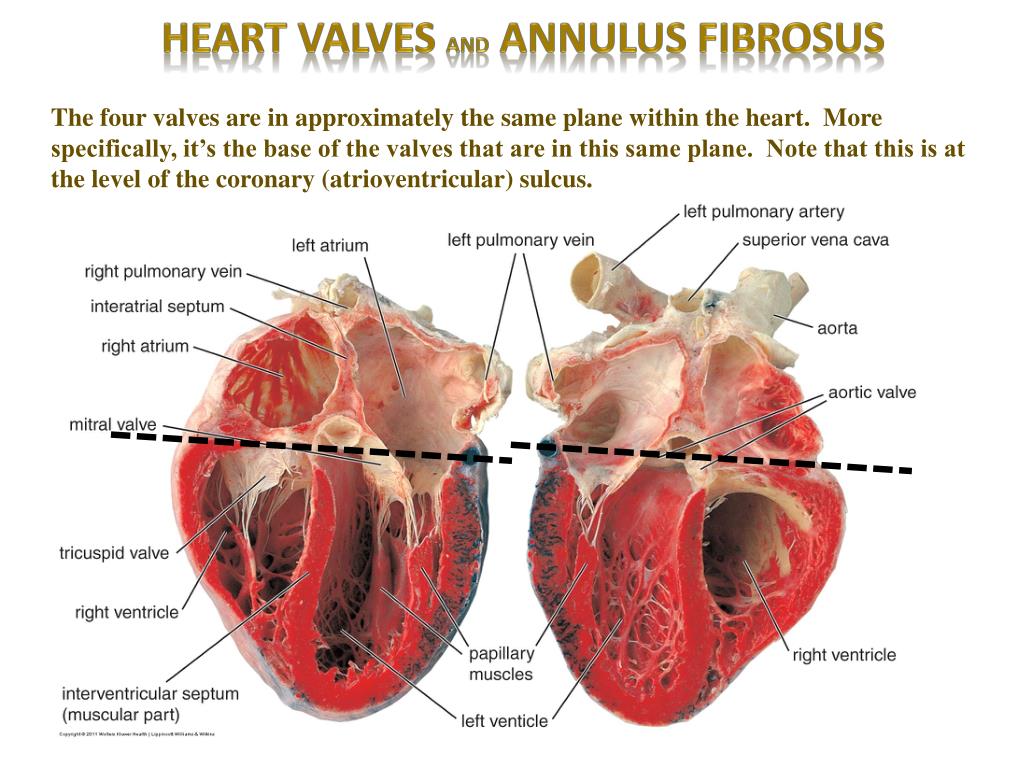 PPT Heart Digital Laboratory PowerPoint Presentation Free Download PPT Heart Digital Laboratory PowerPoint Presentation Free Download