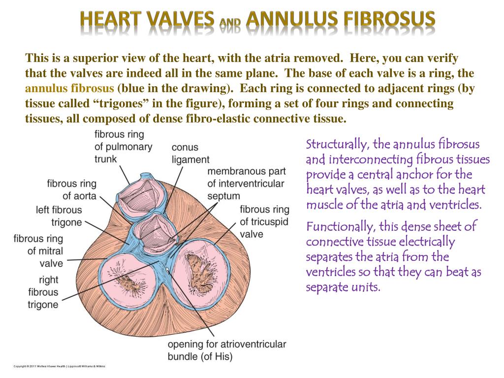 PPT Heart Digital Laboratory PowerPoint Presentation Free Download PPT Heart Digital Laboratory PowerPoint Presentation Free Download