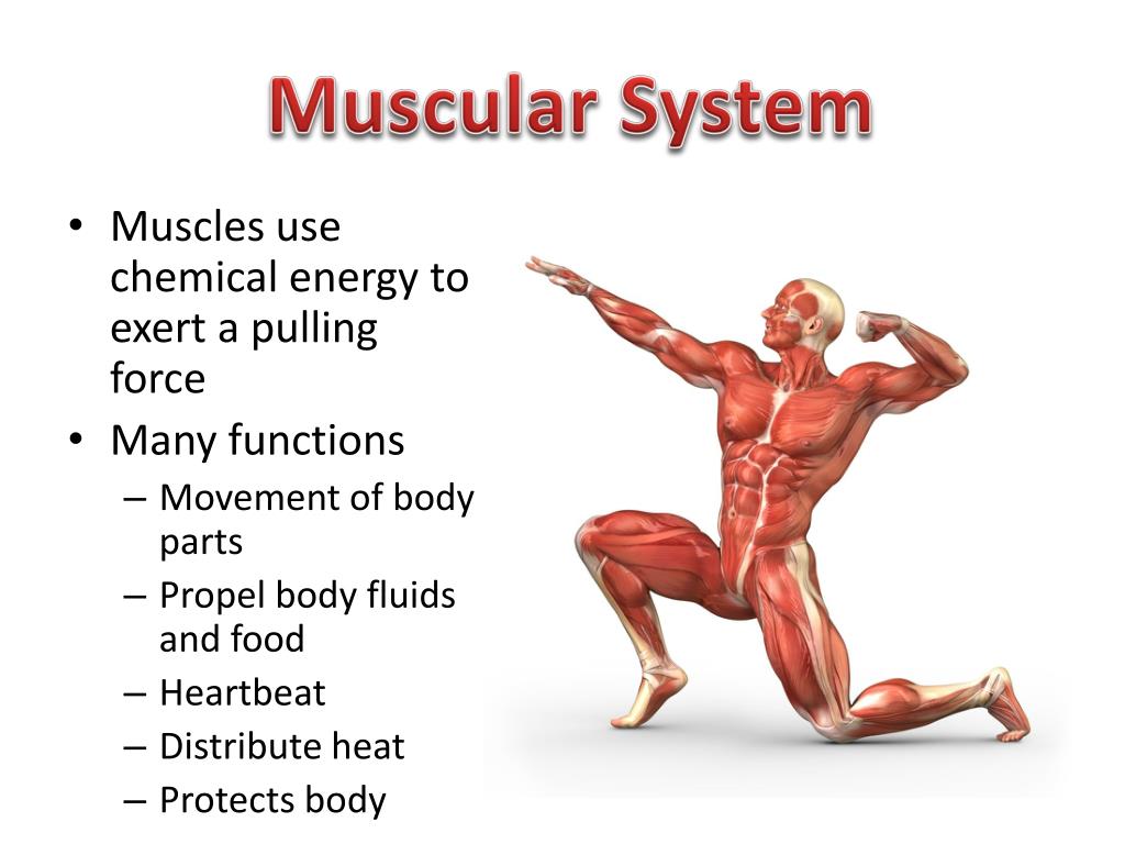 presentation on muscular system