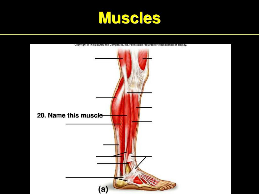 Ppt Muscles Powerpoint Presentation Free Download Id2093652