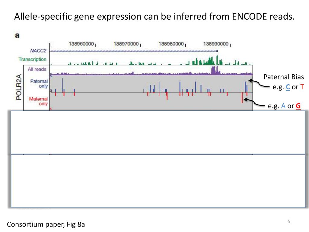PPT - ENCODE Journal Club David Vandenbergh Marta Byrska -Bishop Jan 8 ...