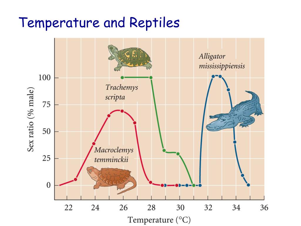 Method of determination. Определение пола у пресмыкающихся. Пол крокодила зависит от температуры. Определение пола у рептилий зависит от температуры. Зависимость пола от температуры у рептилий.