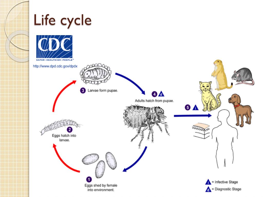 Жизненный цикл профессии. Жизненный цикл песчаной блохи. Pulex irritans цикл развития. Цикл развития кошачьей блохи.