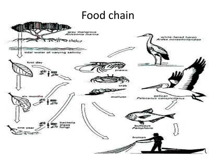 Swamp PowerPoint Presentation Biology Diagrams