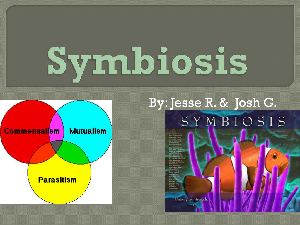 Ppt Symbiosis Powerpoint Presentation Free Download Id 2096353