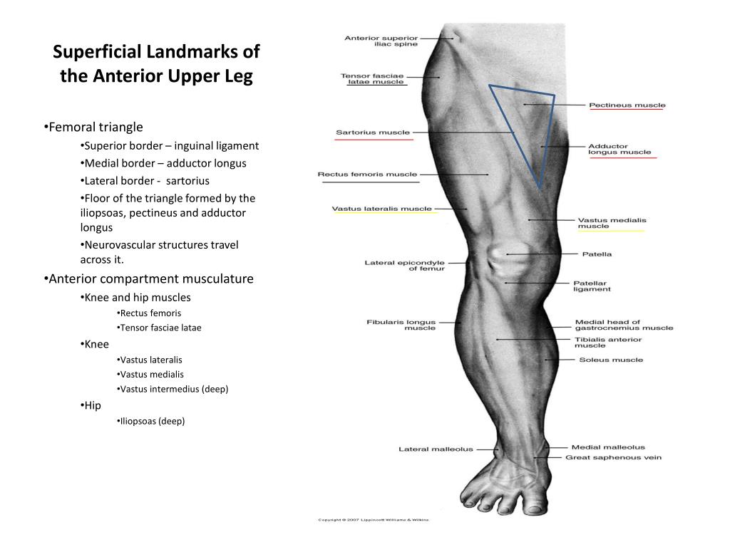 PPT - Superficial Landmarks of the Anterior Upper Leg PowerPoint  Presentation - ID:2096357