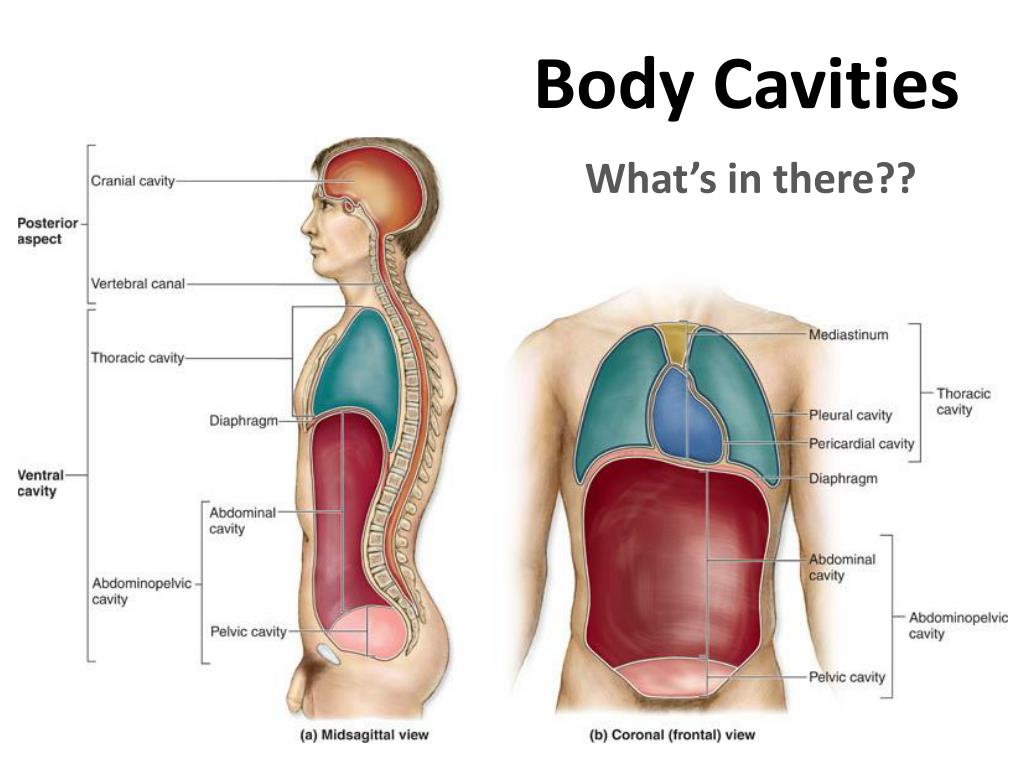 PPT - Body Cavities PowerPoint Presentation, free download - ID:2096358