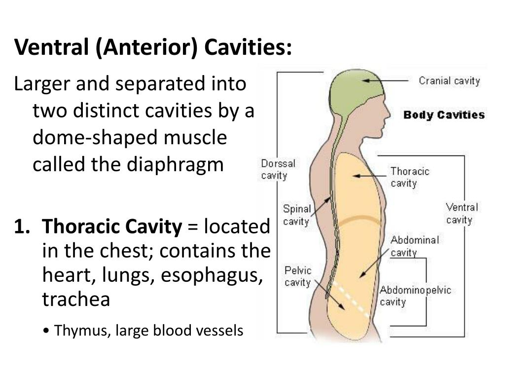 posterior cavity