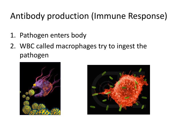 PPT - Unit 6 – Human immunity & Ecology PowerPoint Presentation - ID ...