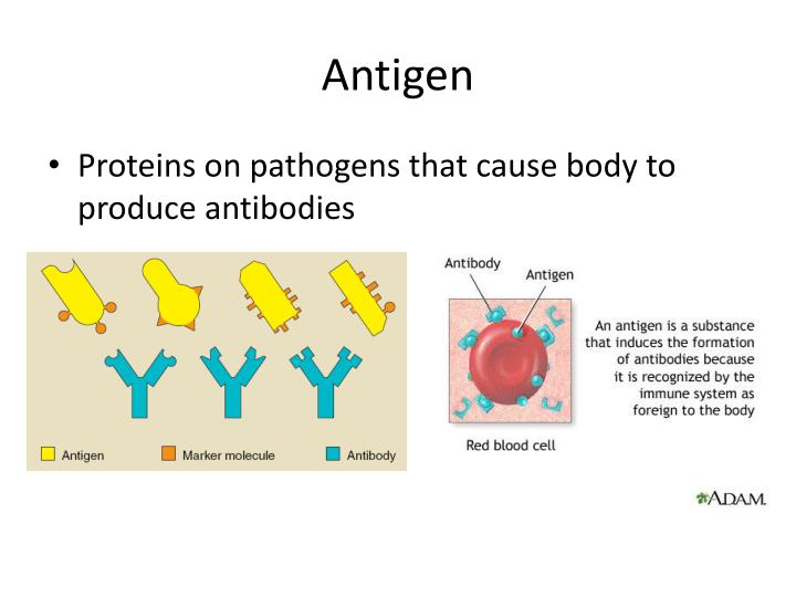 PPT - Unit 6 – Human immunity & Ecology PowerPoint Presentation - ID ...