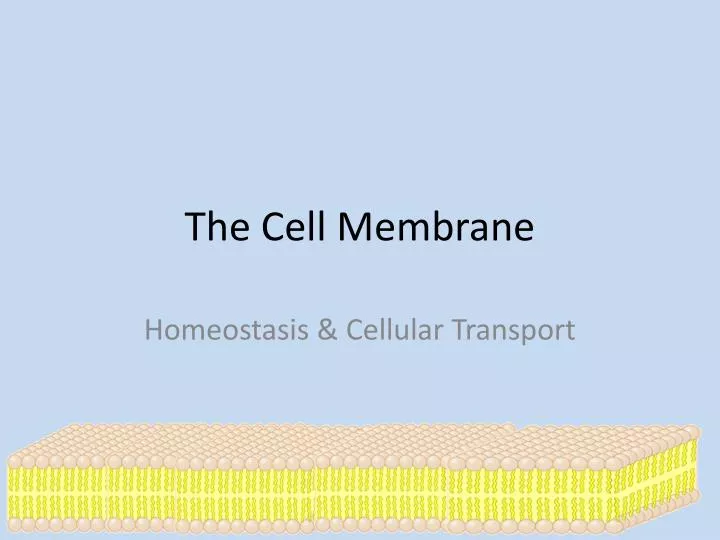 the cell membrane n.