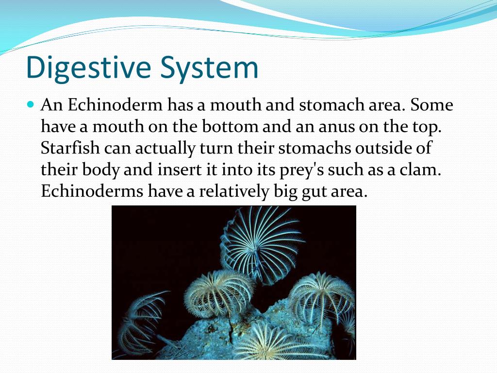 blastopore simple gut blastopore simple gut