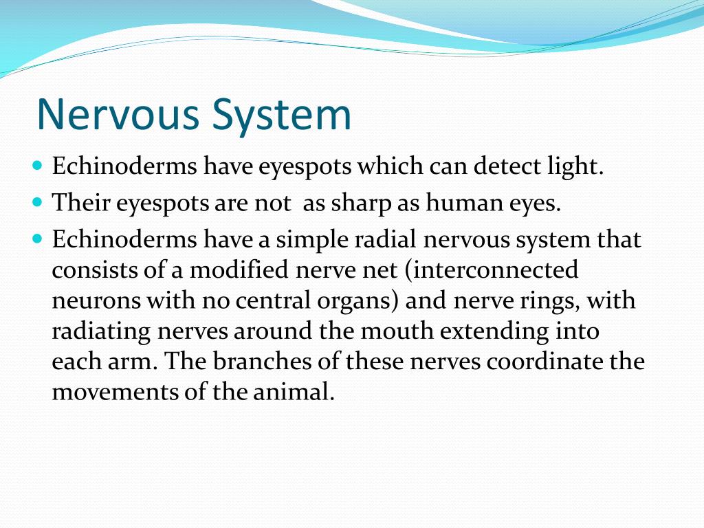 blastopore simple gut blastopore simple gut