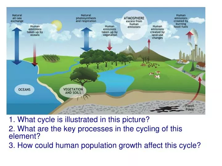 PPT - 1. What Cycle Is Illustrated In This Picture? PowerPoint ...