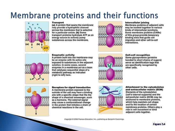 ppt-the-plasma-membrane-and-cell-transport-powerpoint-presentation