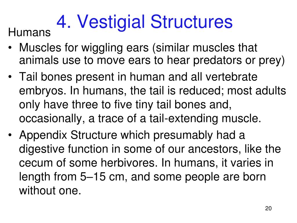 download vestigial structures for free download vestigial structures for free