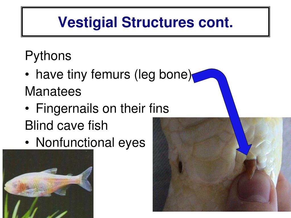 download free vestigial structures download free vestigial structures