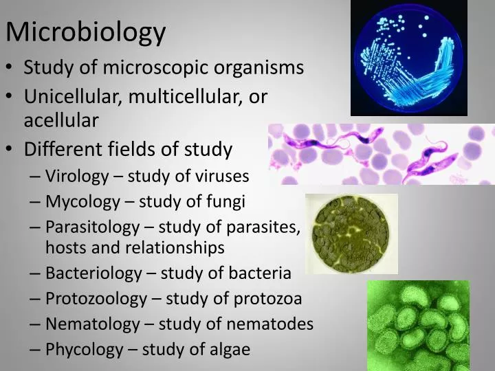 microbiology topics for research paper