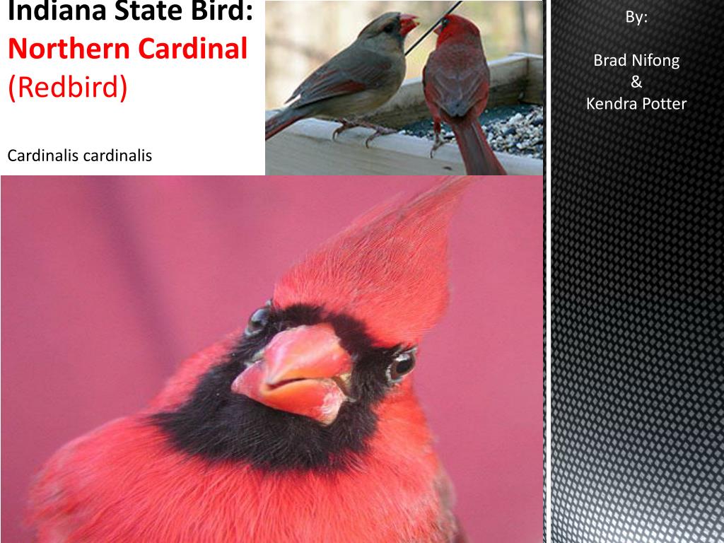 PPT - Indiana State Bird: Northern Cardinal ( Redbird) Cardinalis  cardinalis PowerPoint Presentation - ID:2099853