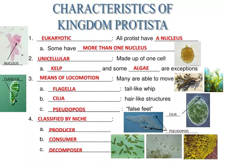 Kingdom Protista Chart