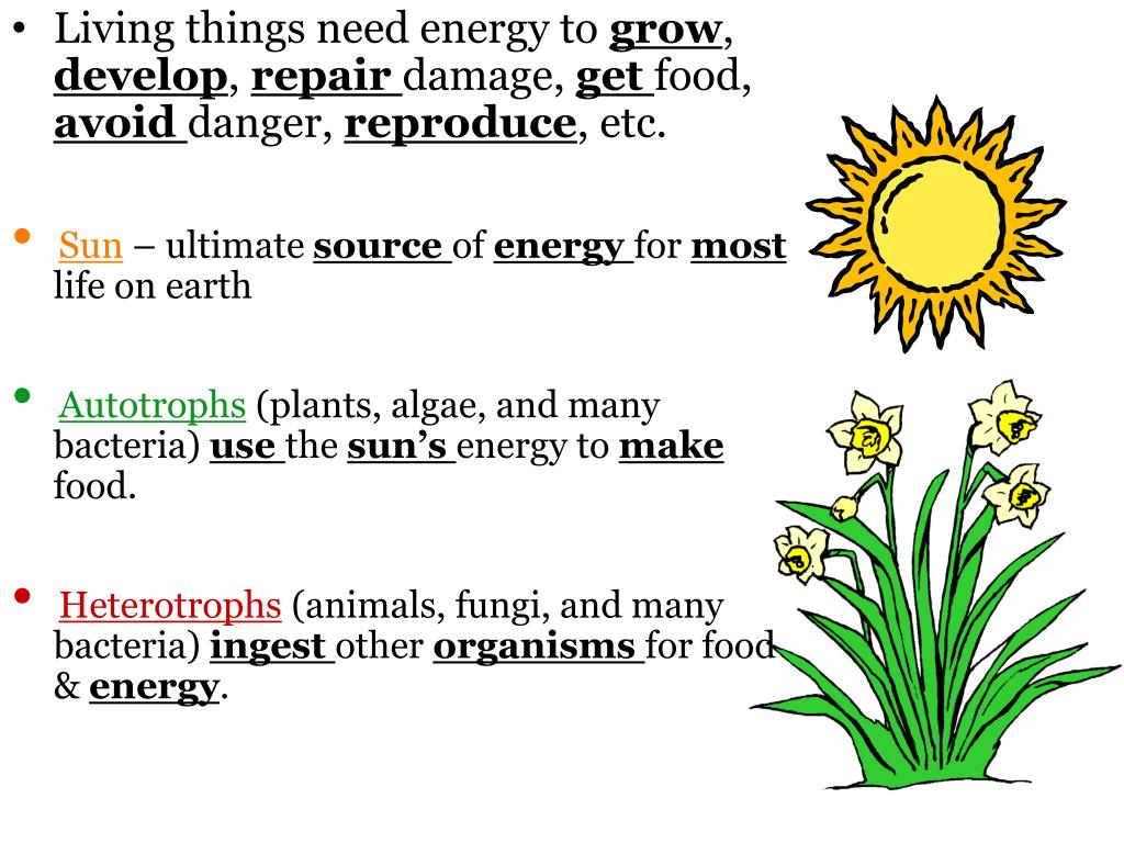 what is the source of energy for most life on earth
