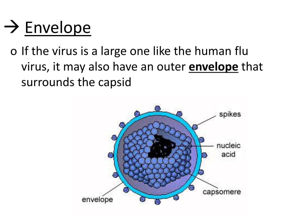 PPT Viruses PowerPoint Presentation, free download ID2100512
