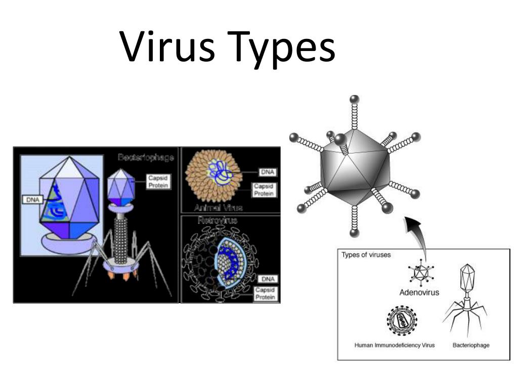 Дизайн для презентации POWERPOINT вирусы. Ares virus.