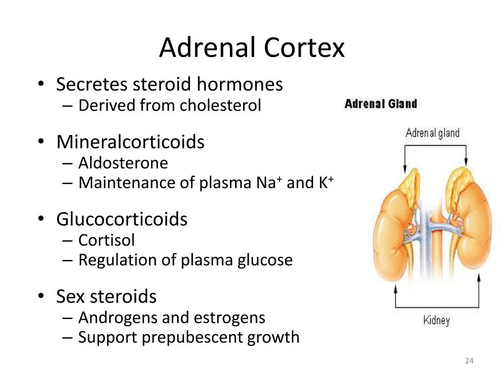 hormones secreted by adrenal cortex