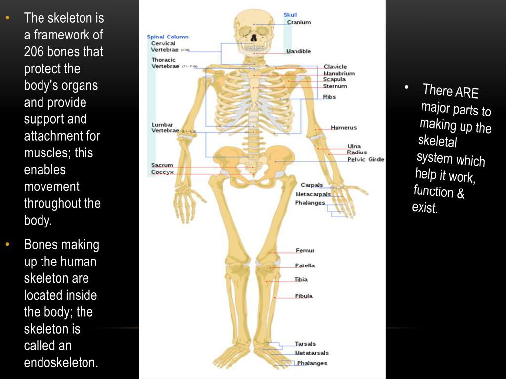 PPT - SKELETAL SYSTEM PowerPoint Presentation, free download - ID:2103619