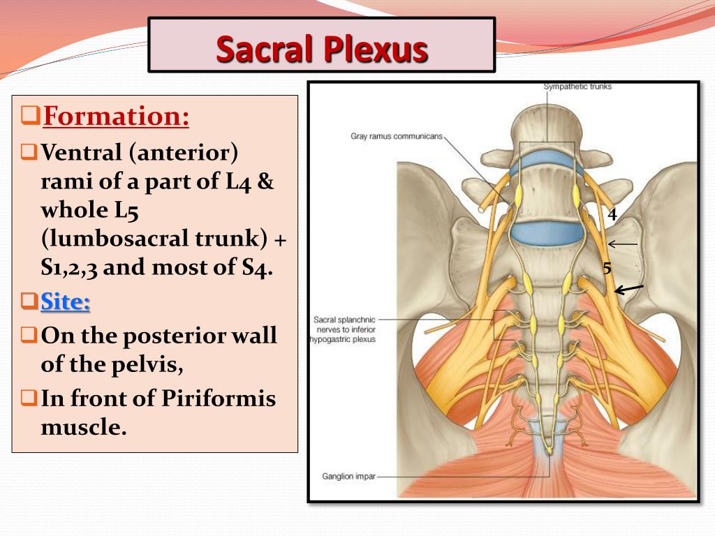 Ppt Sciatic Nerve Powerpoint Presentation Free Download Id2103698