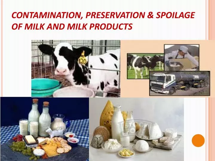 contamination preservation spoilage of milk and milk products n.