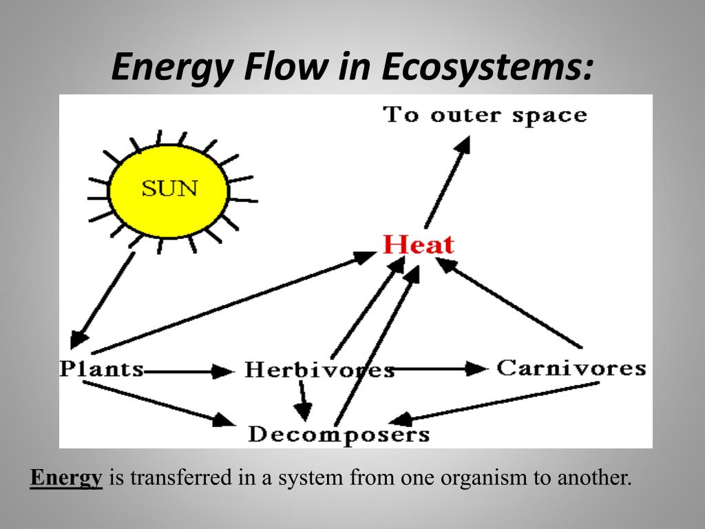 Energy Flow In An Ecosystem With Diagram Biology Discussion