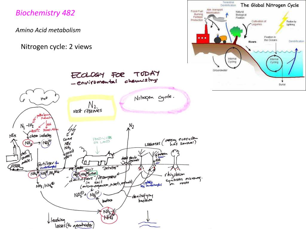 PPT - Biochemistry 482 Amino Acid metabolism PowerPoint Presentation ...