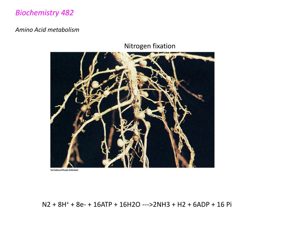 PPT - Biochemistry 482 Amino Acid metabolism PowerPoint Presentation ...