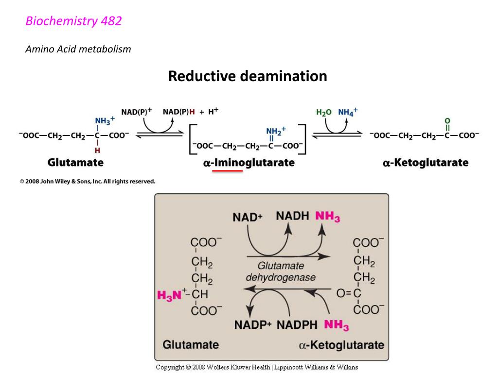 PPT - Biochemistry 482 Amino Acid metabolism PowerPoint Presentation ...