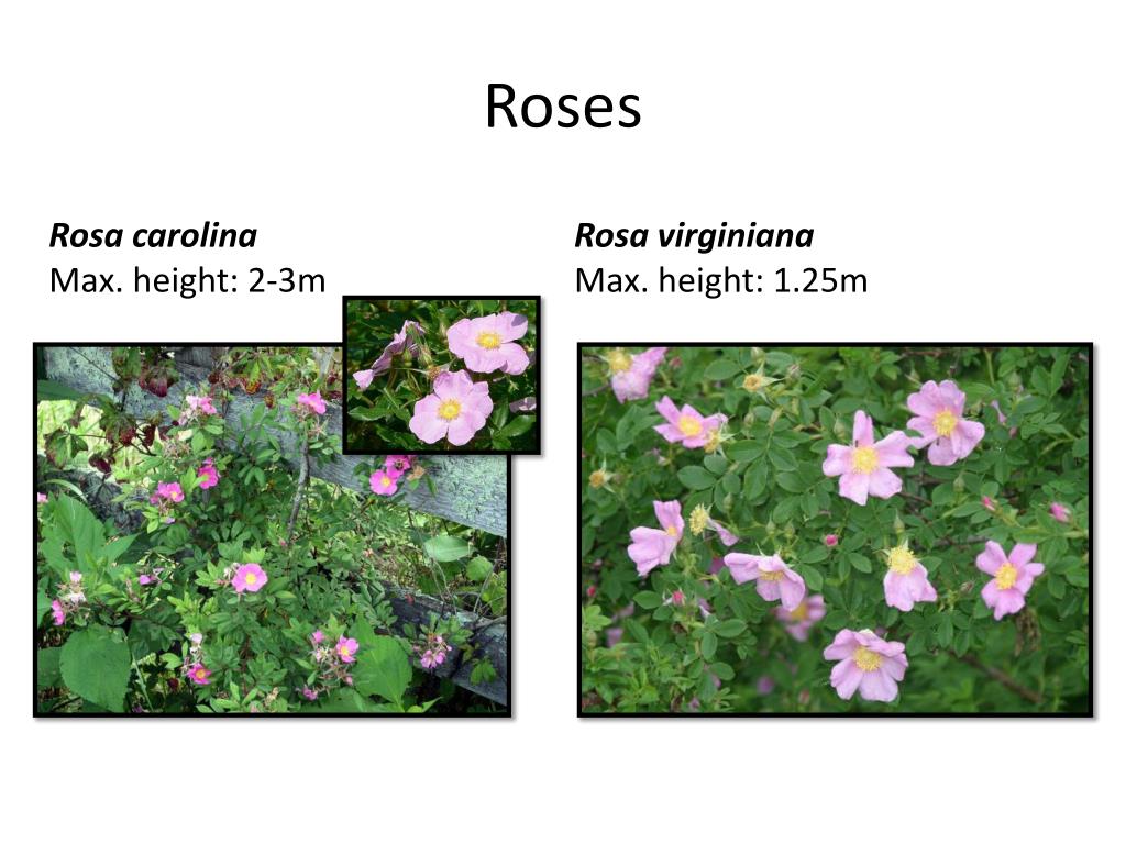 PPT - A guide to native , salt tolerant plant species available at ...