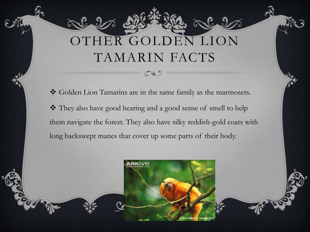 Ppt The Golden Lion Tamarin By